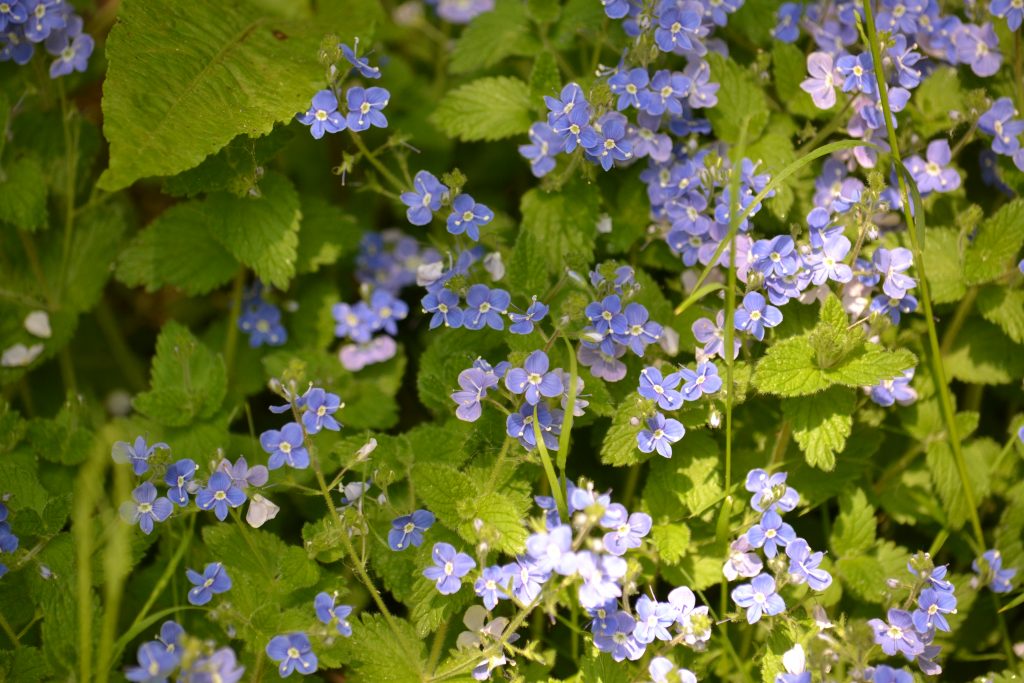 Germander Speedwell