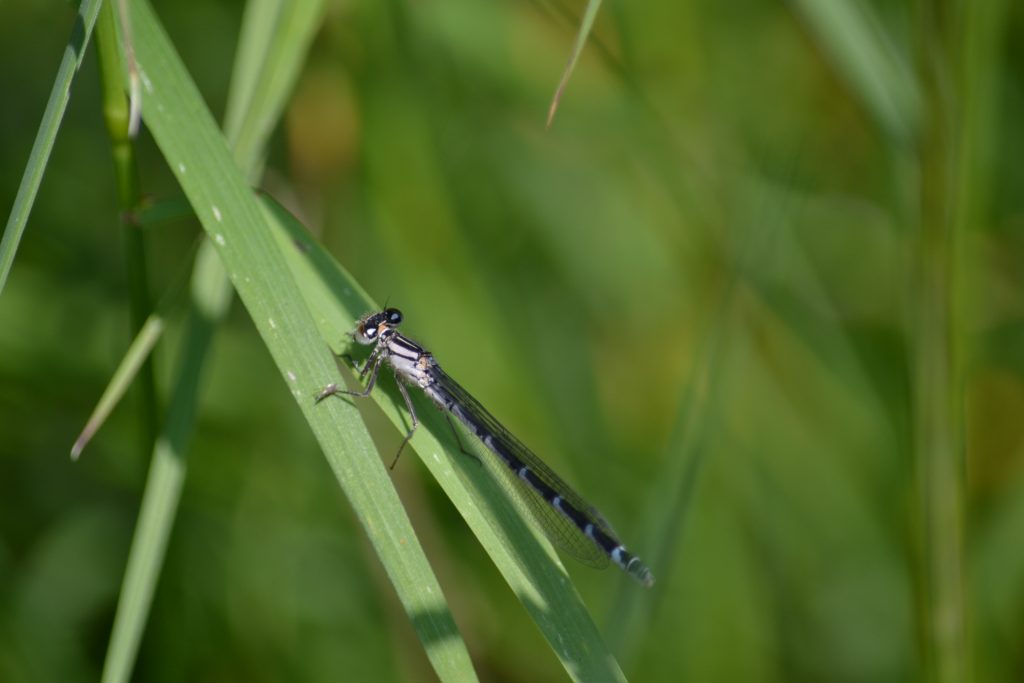 damselfly