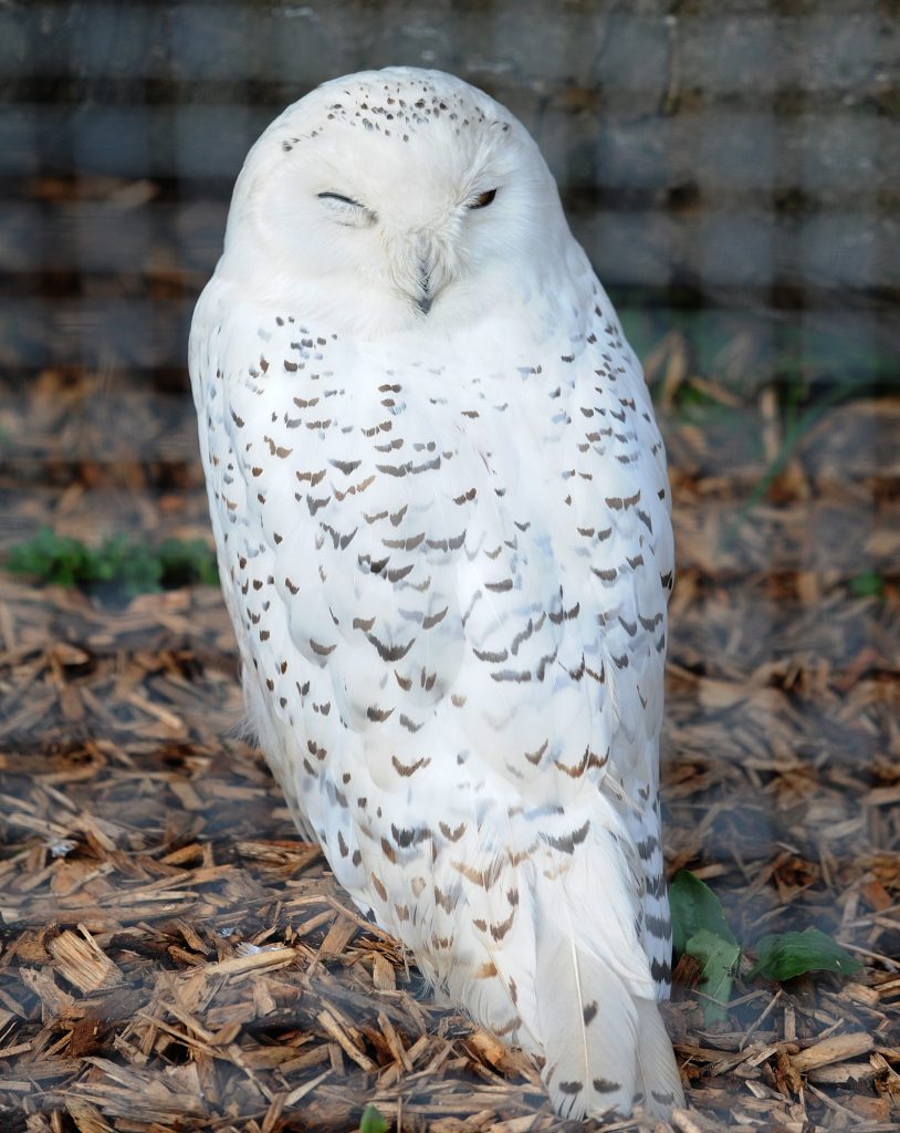 Snowy Owl, Wild Discovery