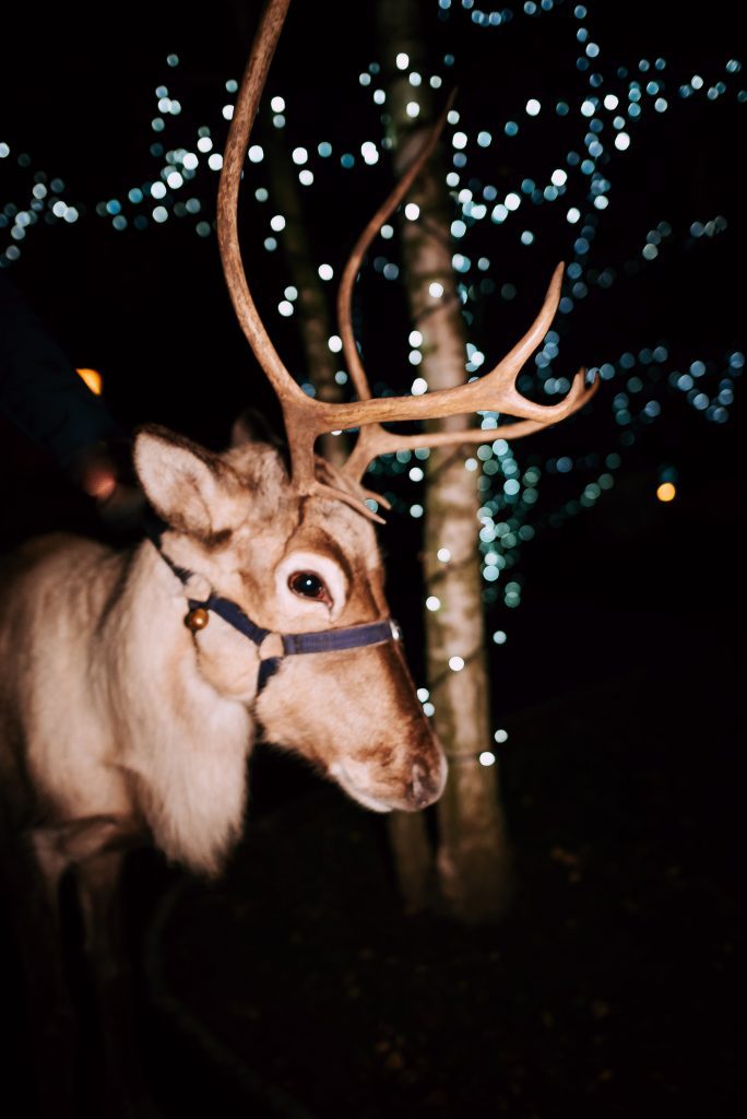 Reindeer Visits 