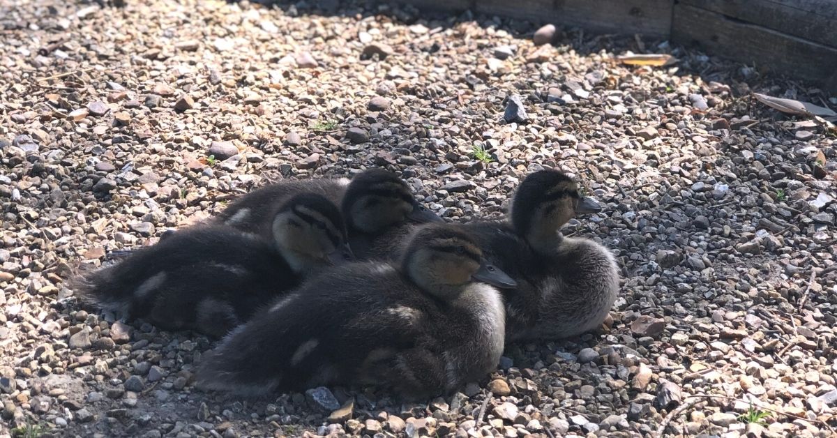 Ducklings Spring Blog